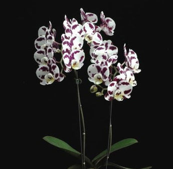 Phalaenopsis Fong Tien’s Amapearl (In flower/bud)