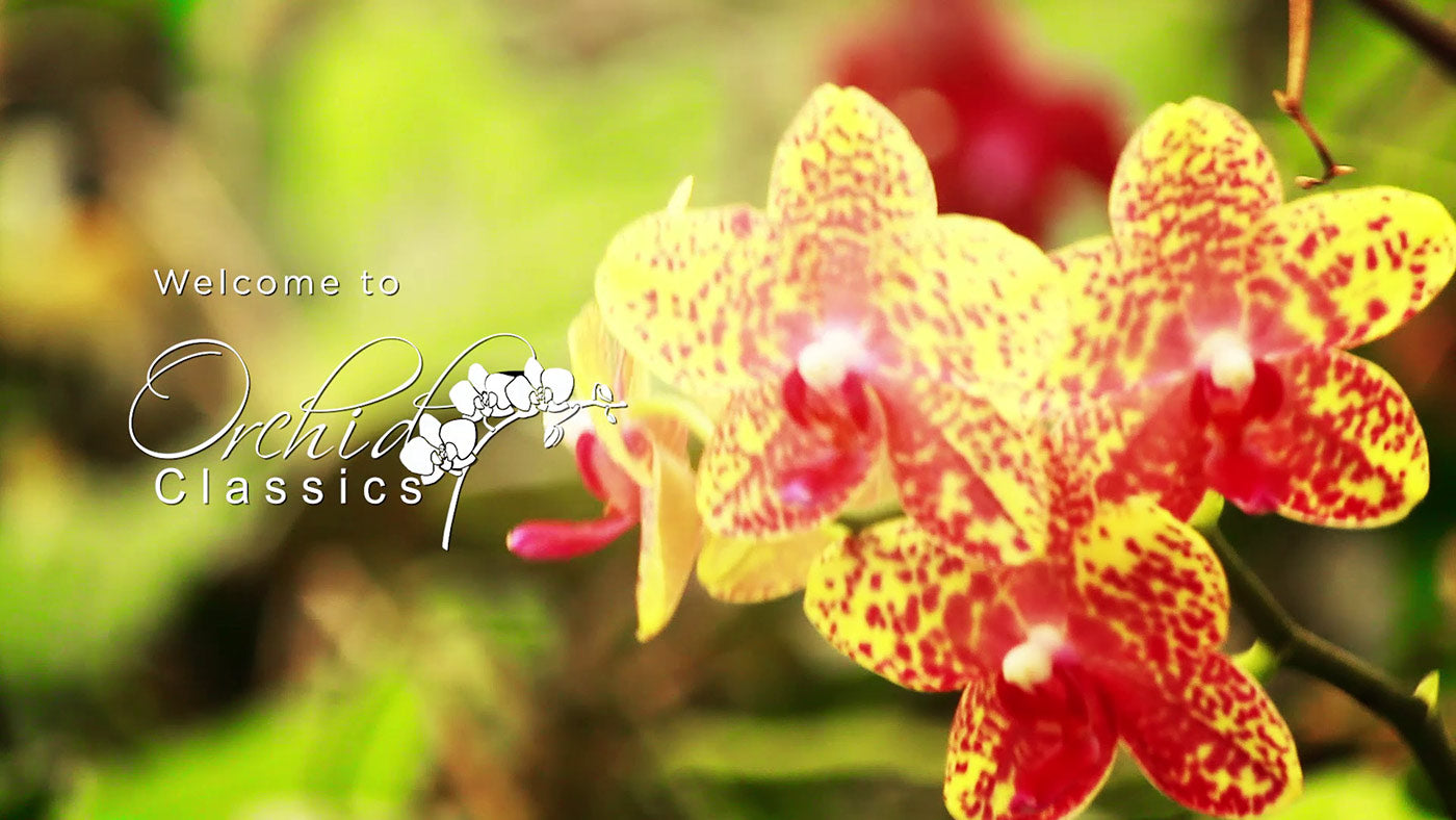 Explore Orchid Classics