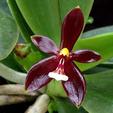 Phalaenopsis cornu -servi x sib (flowering size )