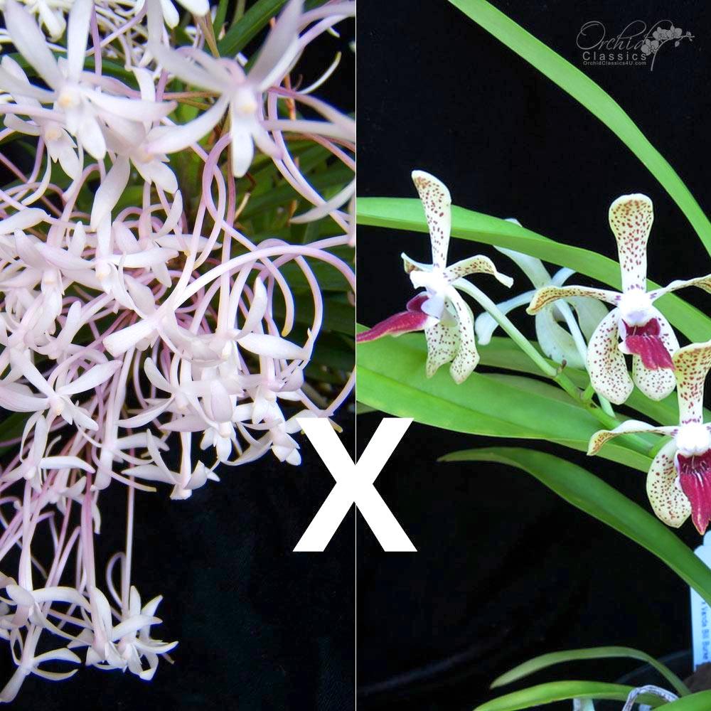 Vanda Paki x Vanda (Neofinetia) falcata Vanda (Vanda cristata x Vanda tricolor) x Neofinetia falcata
