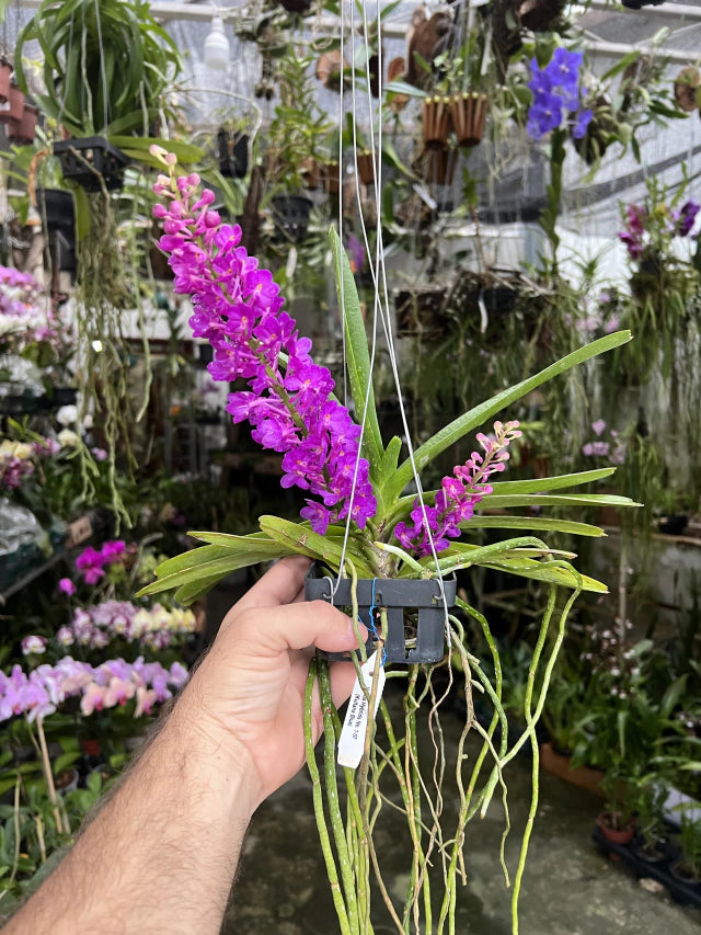 Vandachostylis Lilac Blossom 'Blue Sapphire
