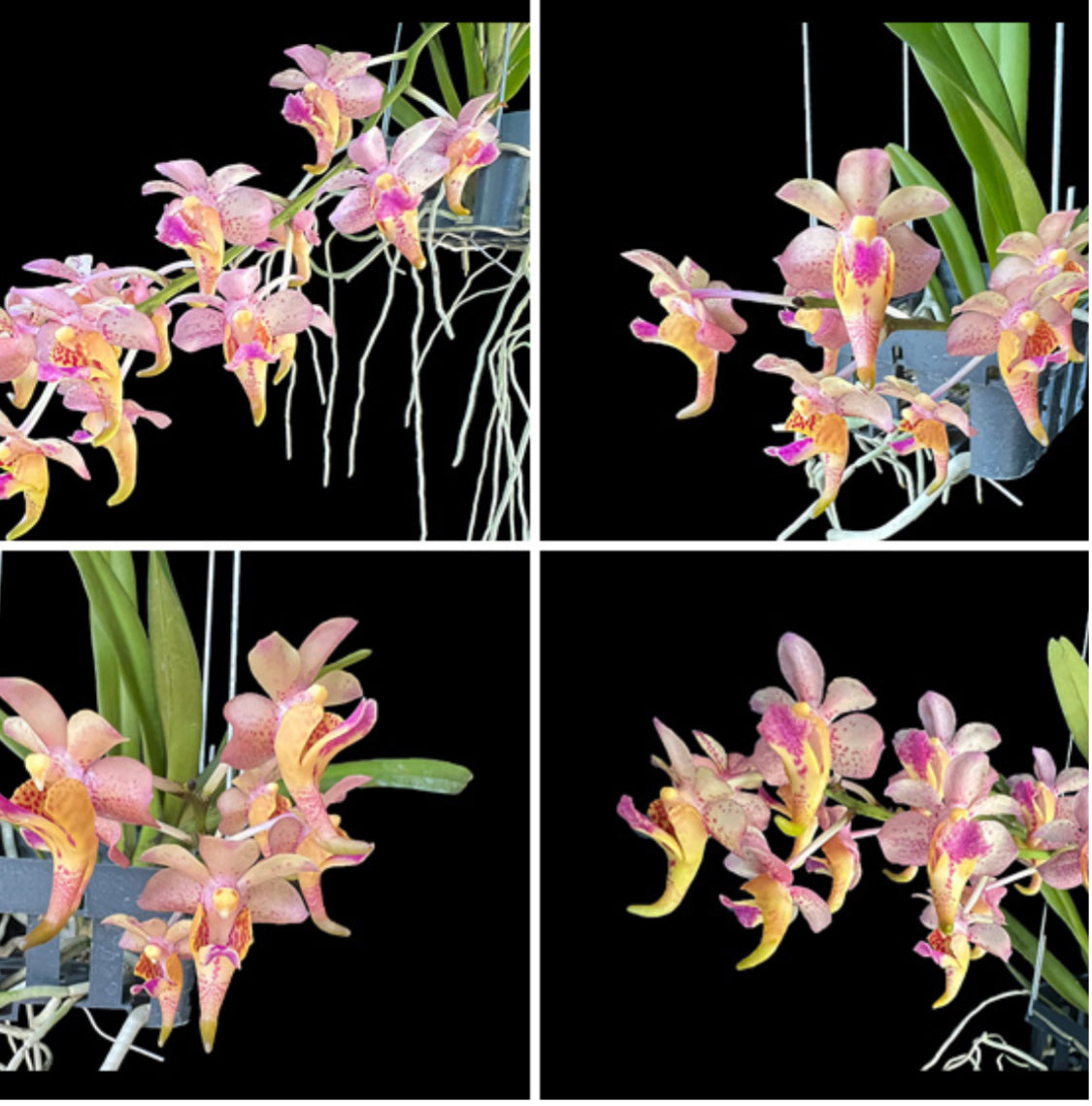 Aerides cootesii x Vanda flabellata