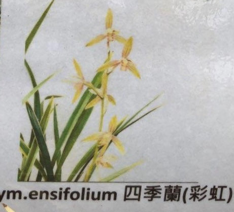 Cymbidium ensifolium variegata’Yellow’
