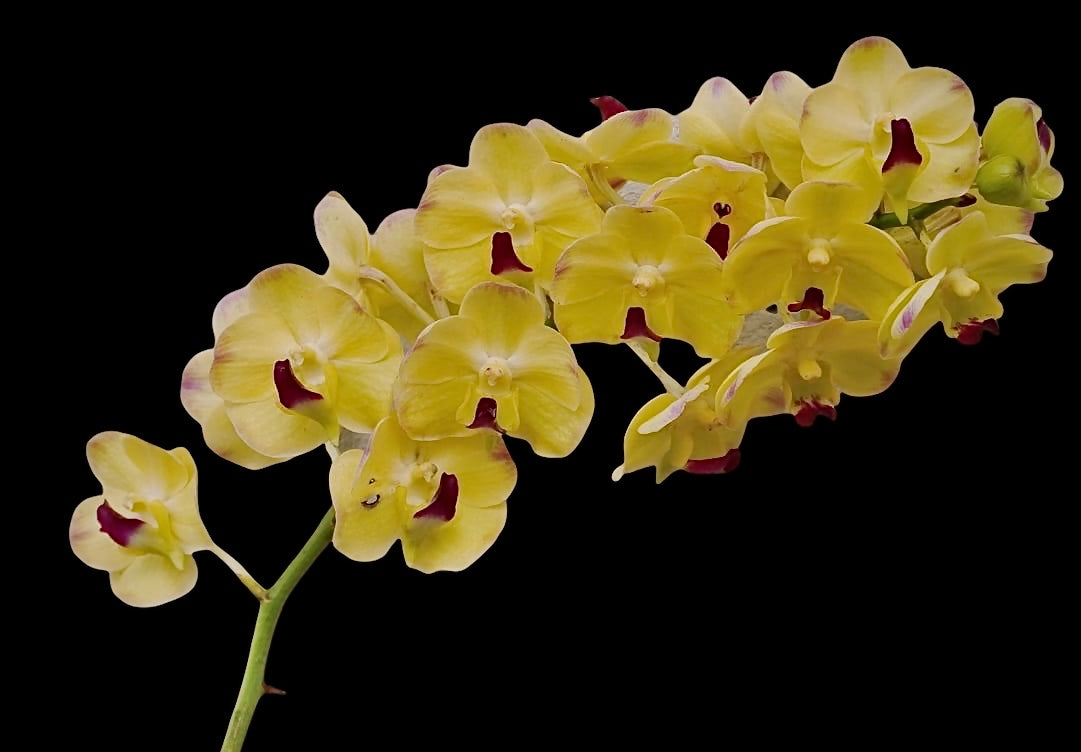 Aeridovanda (Vanda Nopporn Gold x Aerides lawrenceae) (brand NEW!) XL plants in spike!