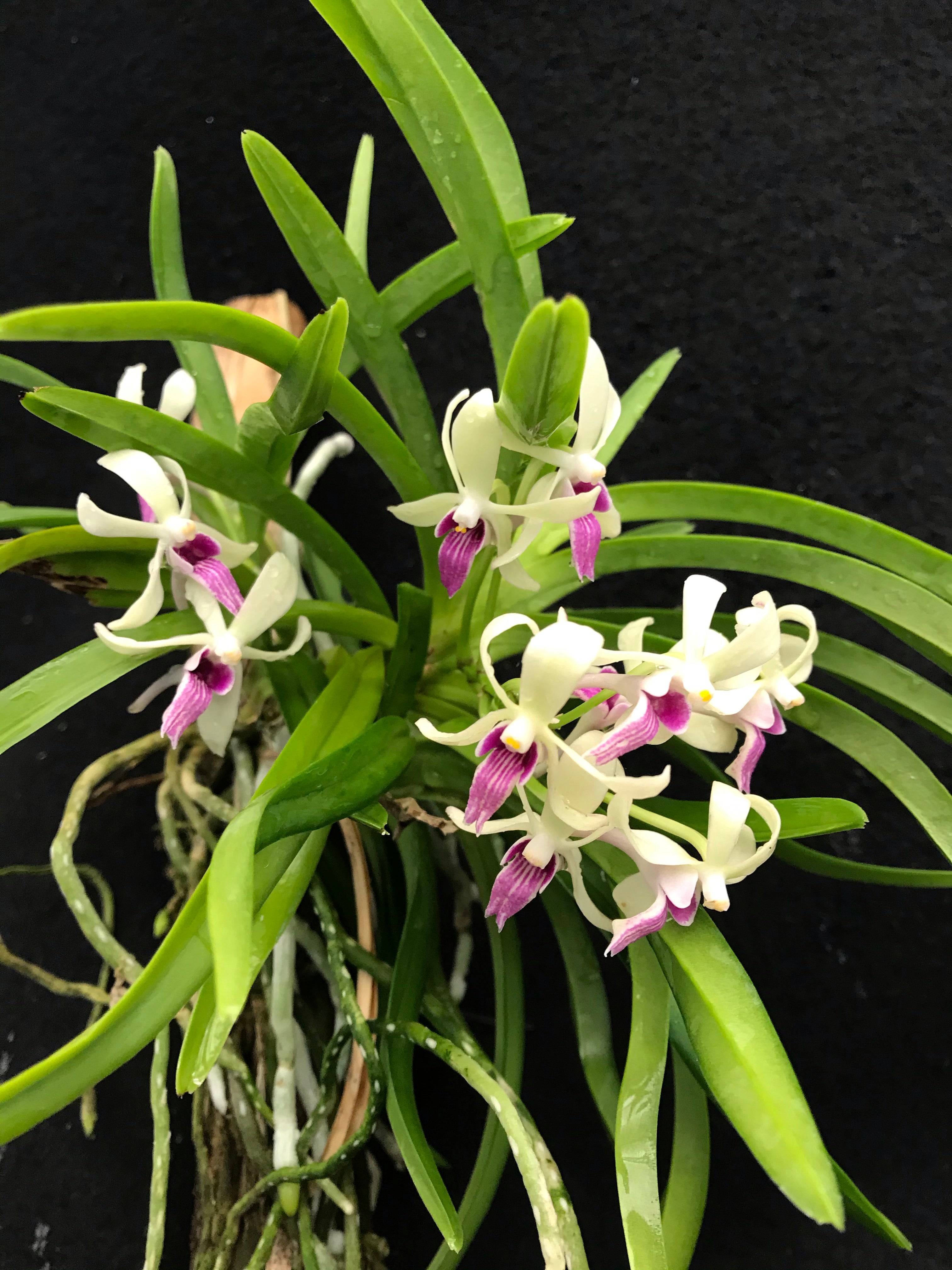 Vandofinetia “Virgil” Vanda (Neofinetia) falcata x Vanda cristata