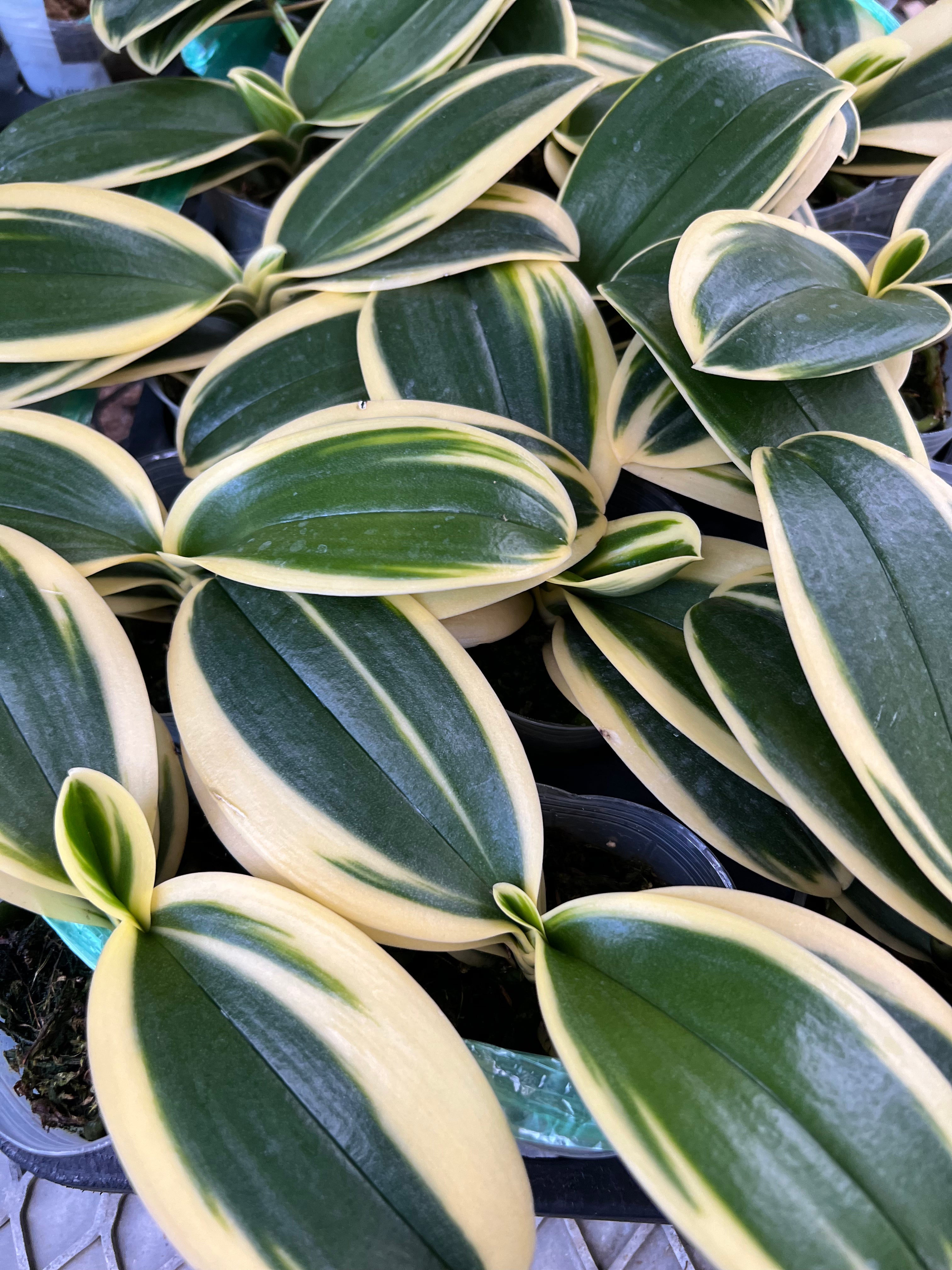 Phalaenopsis Sogo Vivien “Golden Leaves” IN SPIKE
