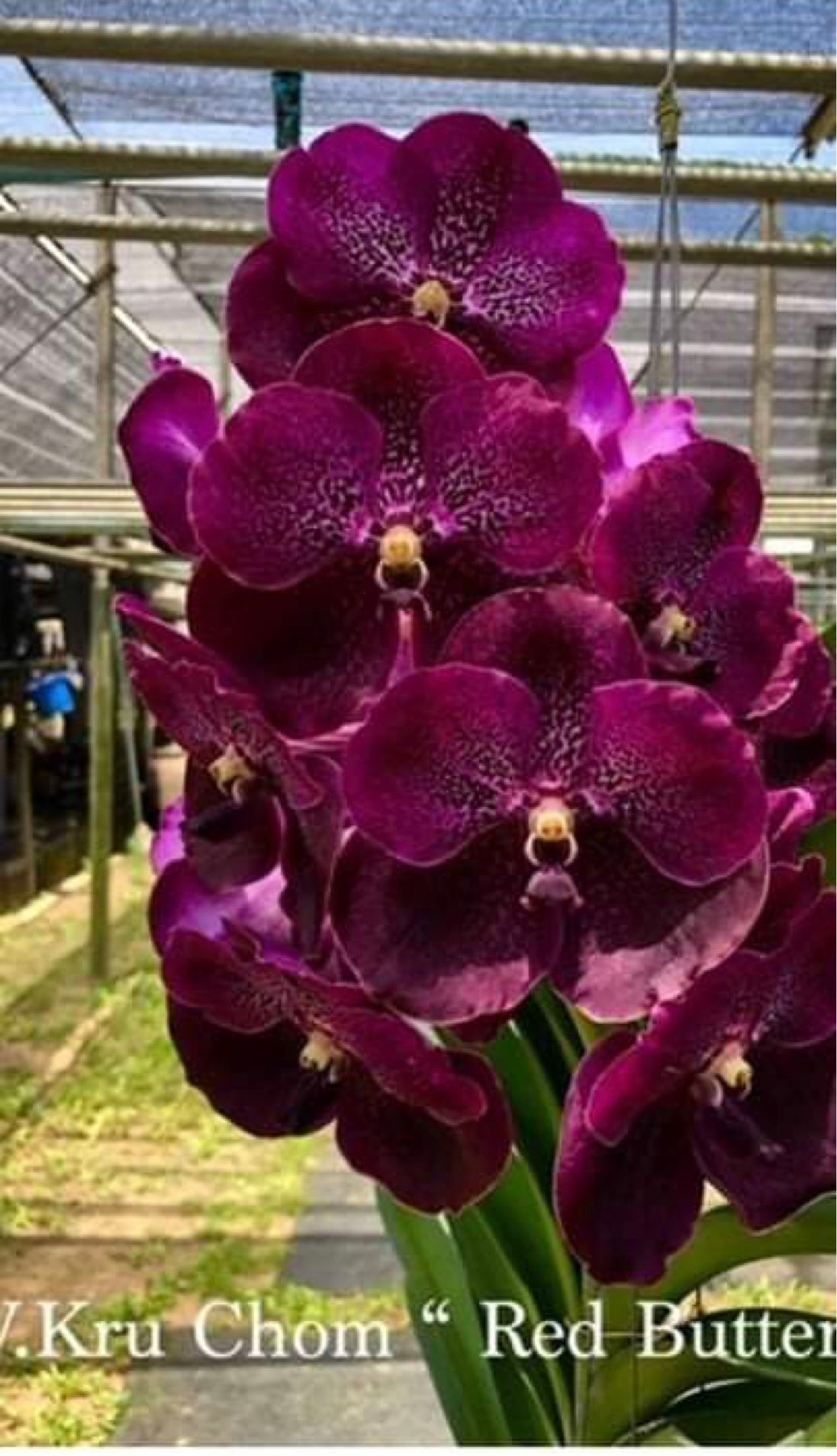 Vanda Kru Chom ‘Red Butterfly’ (IN SPIKE)
