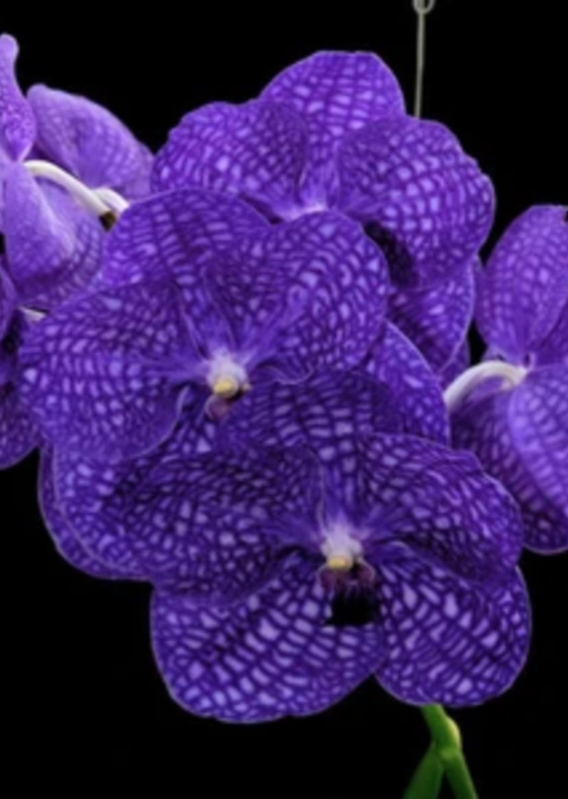 Vanda Pakchong Blue FCC. BIG PLANTS