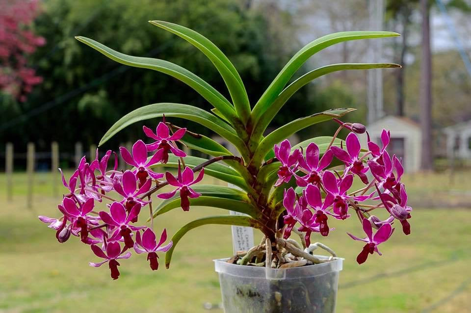 Vandachostylis Pinky (Rhynchostylis gigantea (dark red) X Vanda (Neofinetia falcata)) IN SPIKE