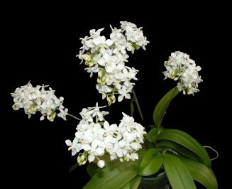 Phalaenopsis equestris Alba species