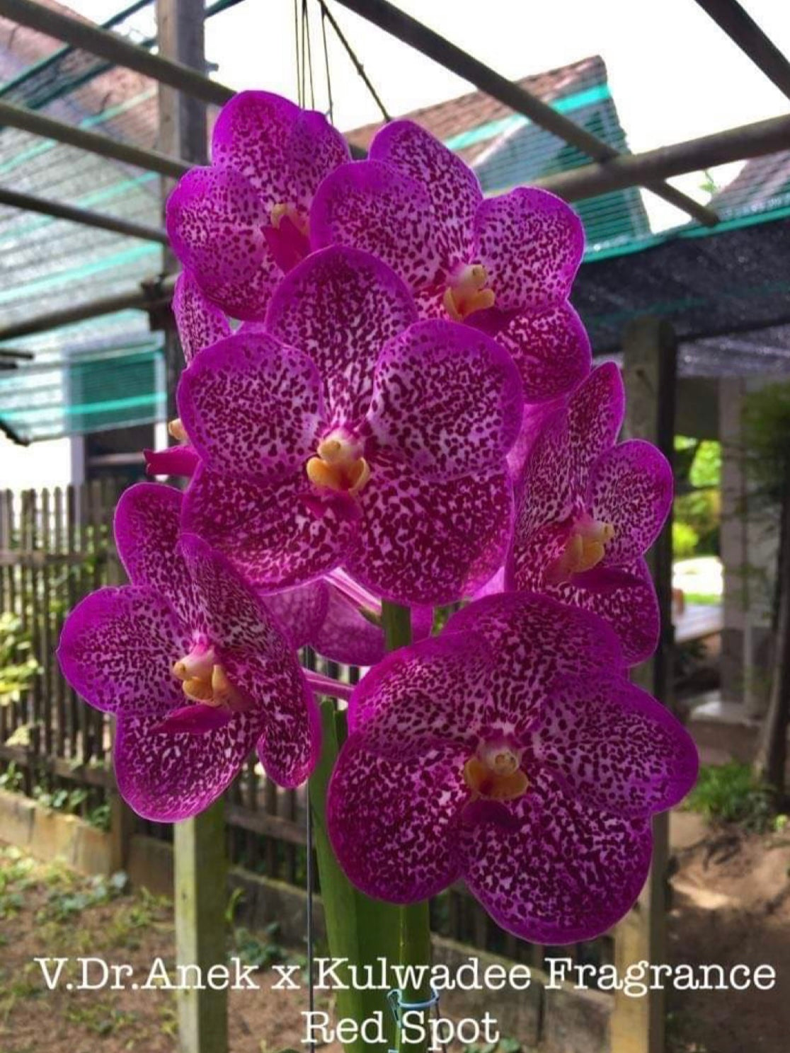 Vanda D’r. Anek x V. Kul wade Fragrance ‘Red Spot’ (IN SPIKE)
