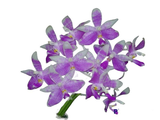 Phalaenopsis modesta sp.
