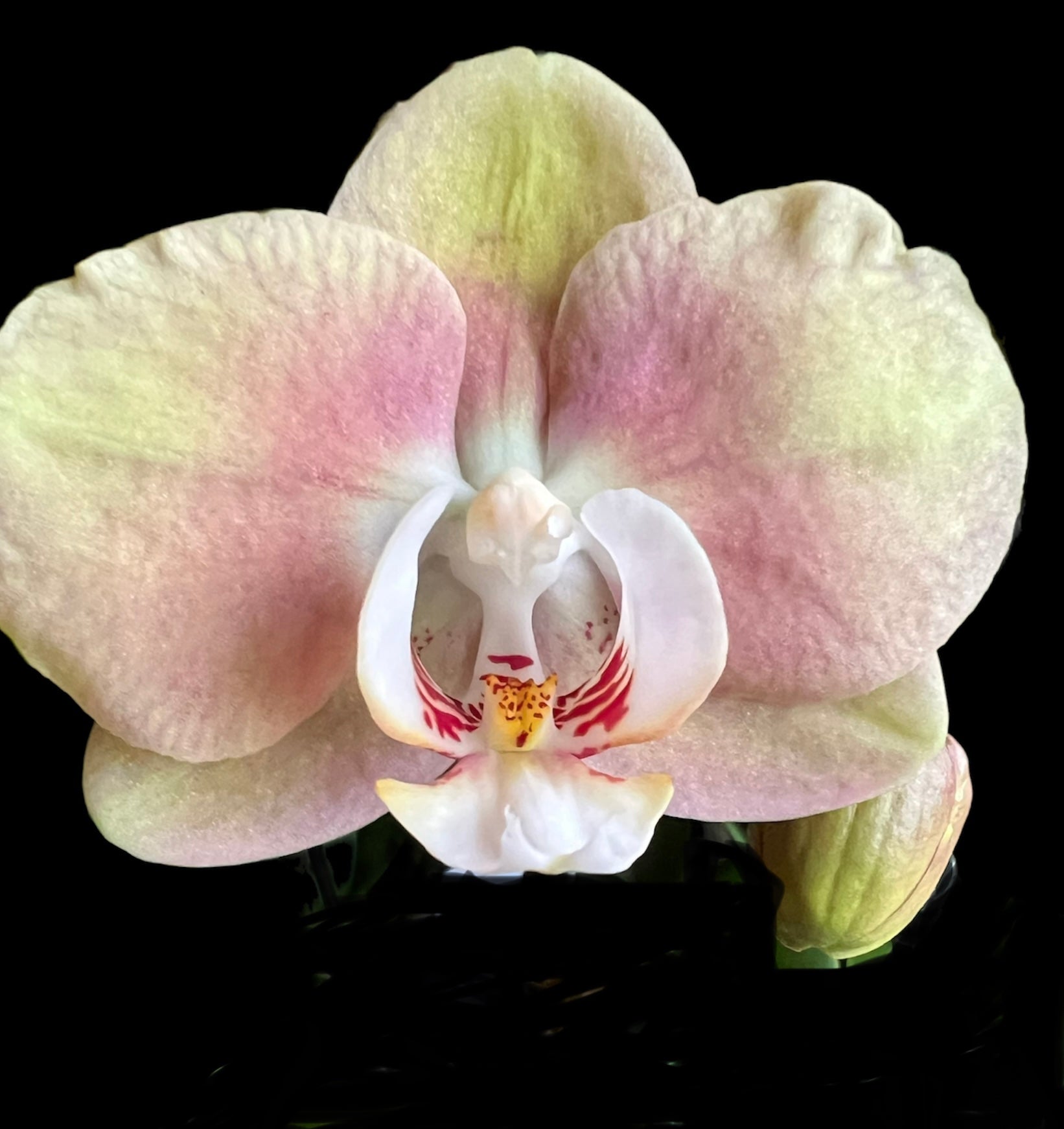 Phalaenopsis Ox Zeus ‘Ox 3010’