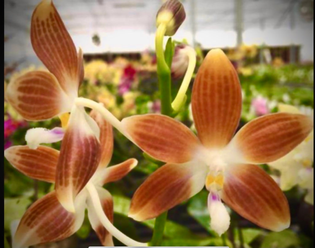 Phalaenopsis testraspis var. ‘Coffee’ x sib.