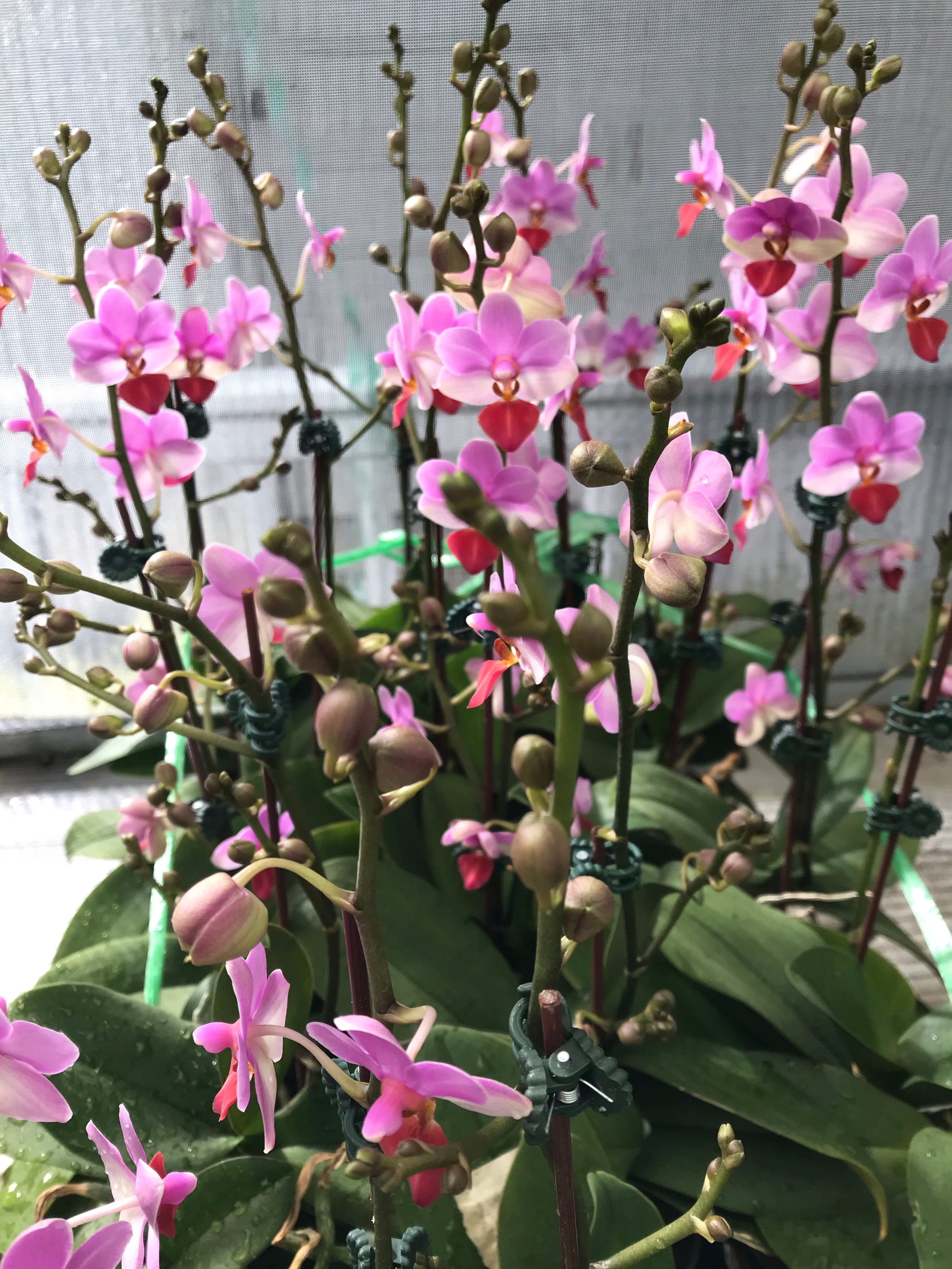 Phalaenopsis Liu’s cute Angel (Dtps. Jia Ho Cherry x P. lobbii)