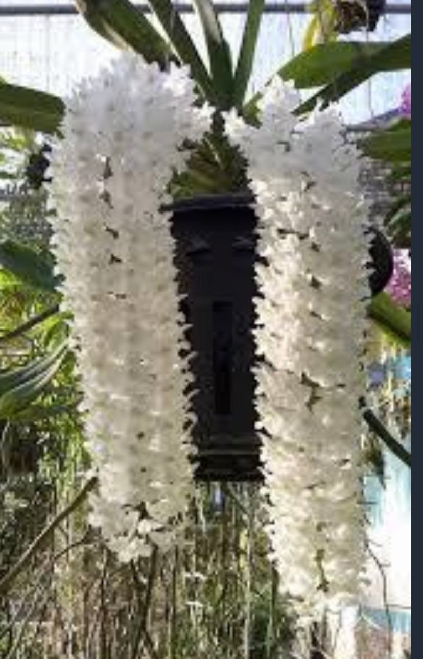 Rhynchostylis retusa Alba