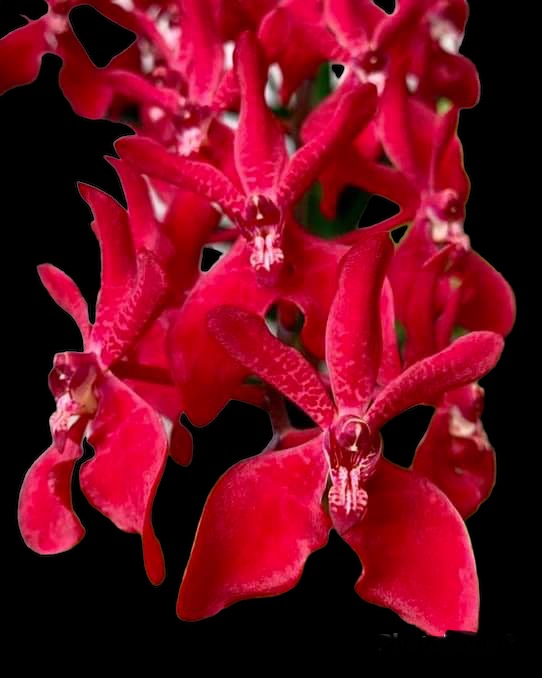Renanstylis Bangkok Beauty