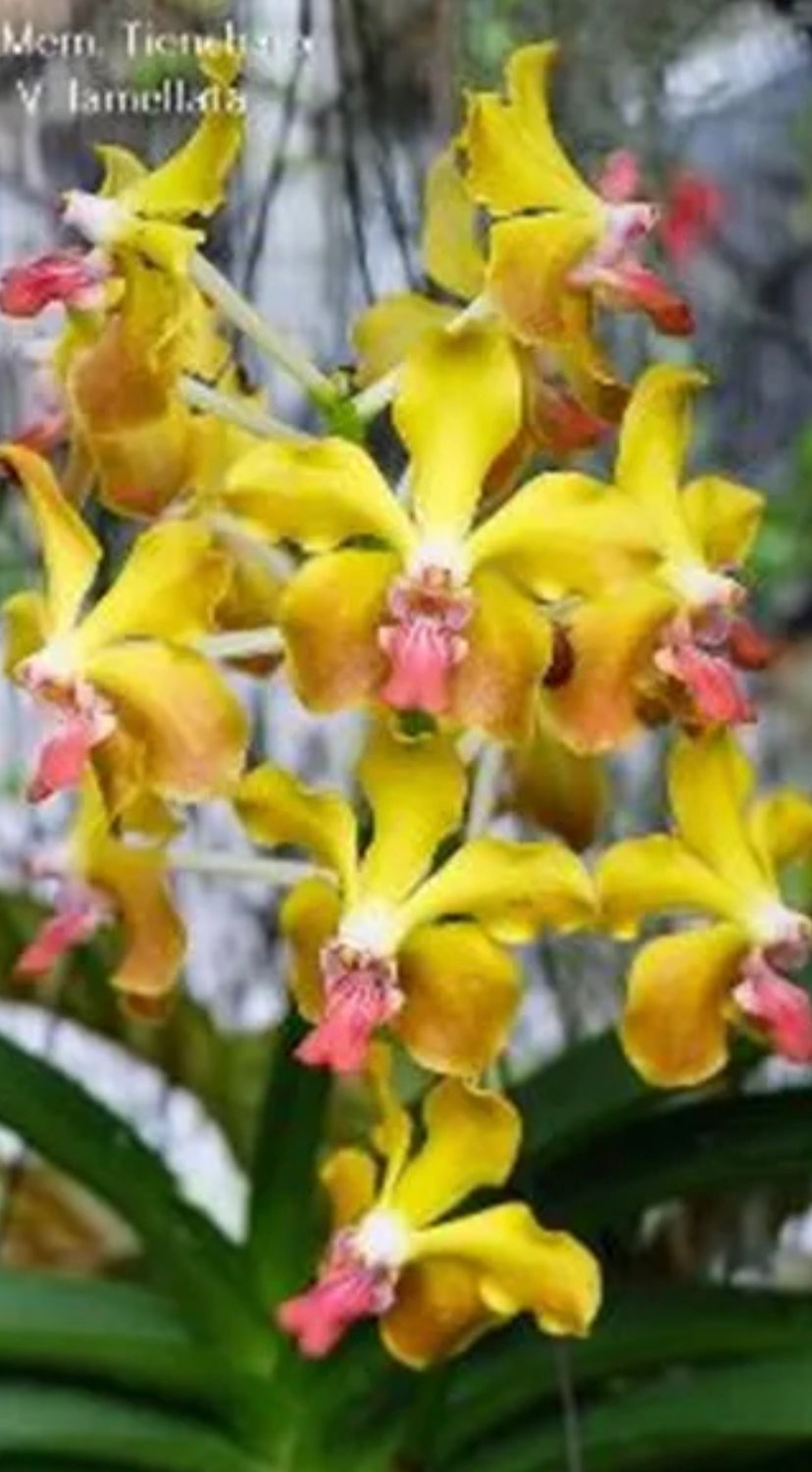 Vanda MV Tannis AM/AOS