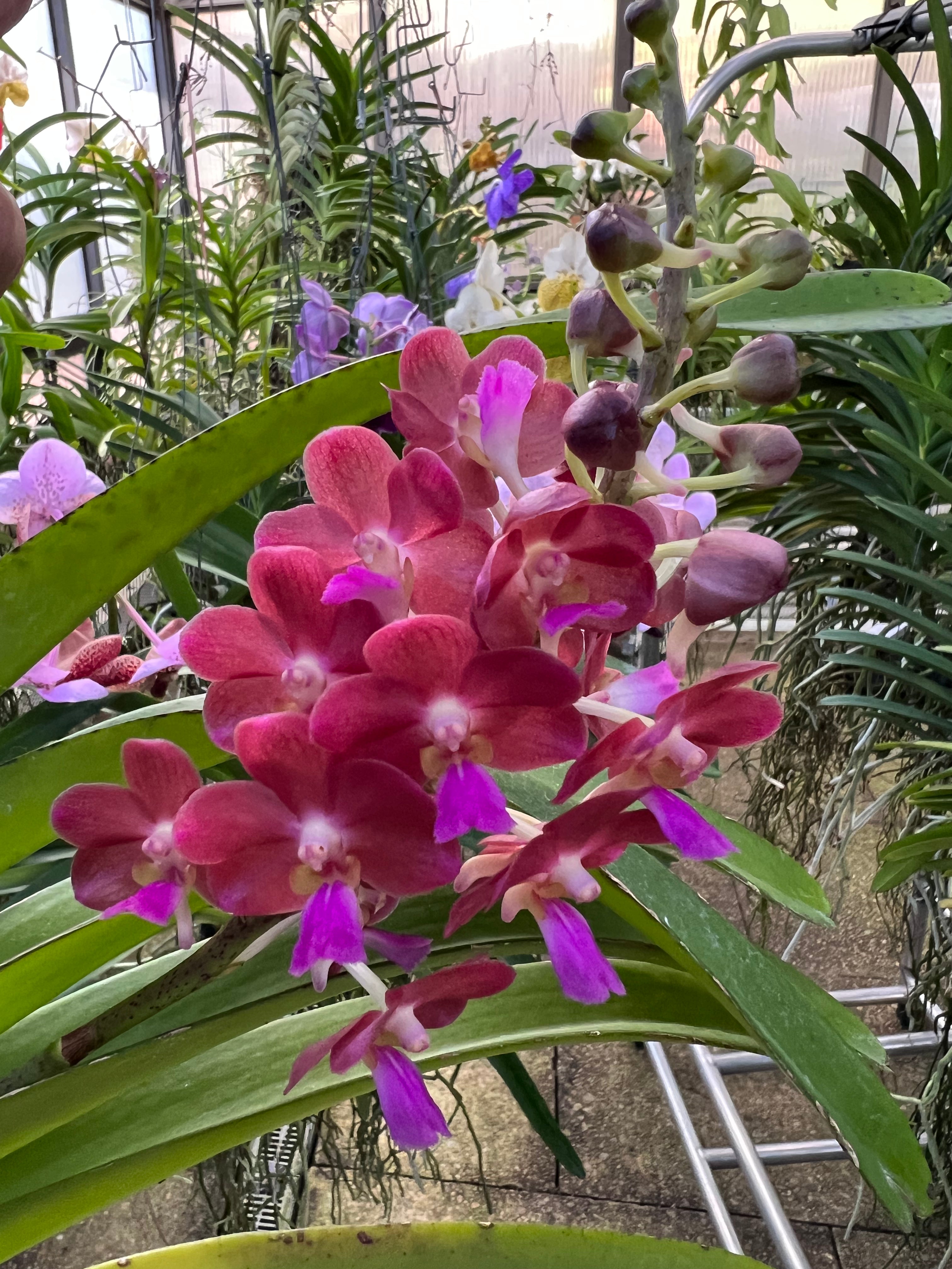 Vasco Bangkok Sunset x Pine Rivers. (IN SPIKE/ flower)