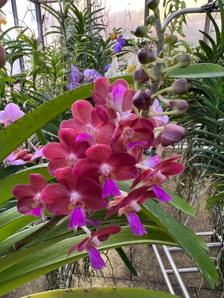Vasco Bangkok Sunset x Pine Rivers. (IN SPIKE/ flower) – Orchid