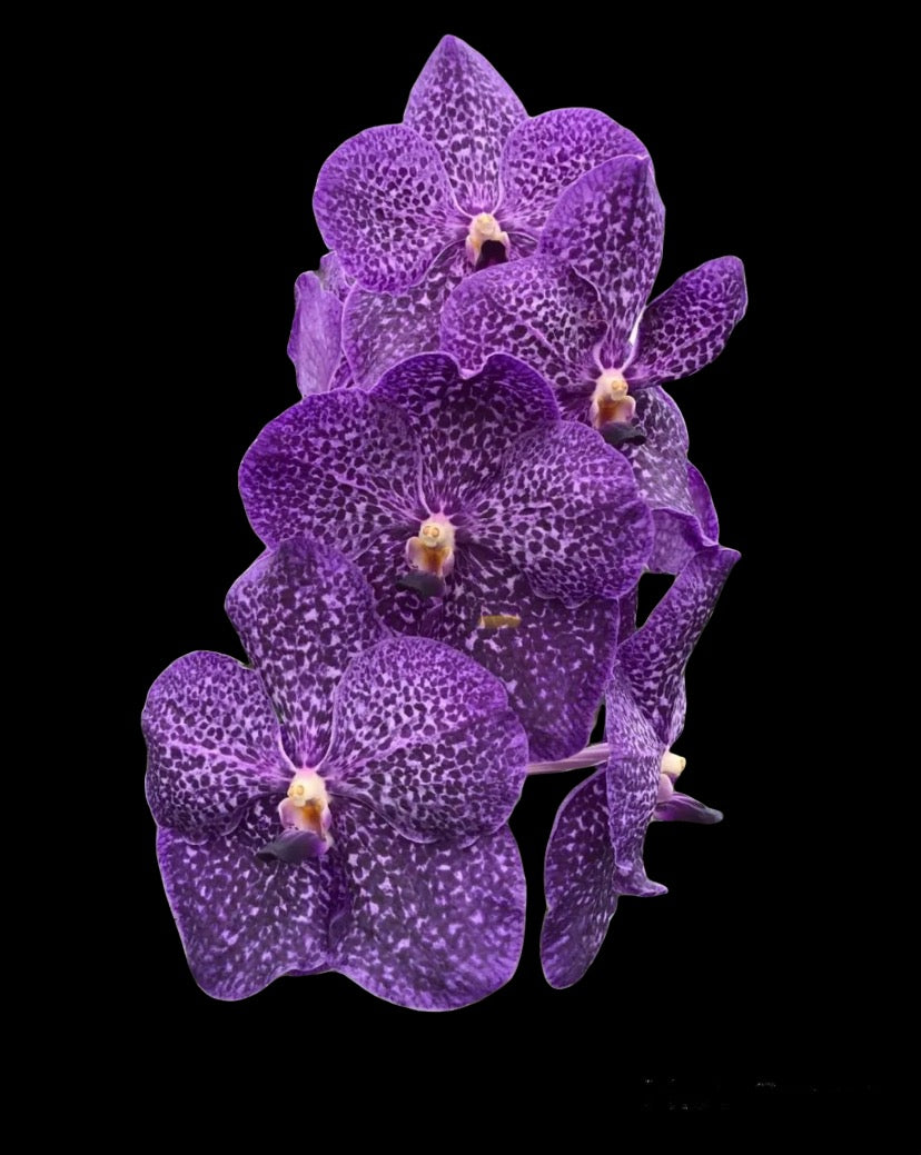 Vanda Wirat x Vanda Gordon Dillon IN SPIKE!