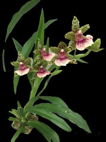 GALEOPETALUM STARBURST 'PARKSIDE' AM/AOS (VERY FRAGRANT)!