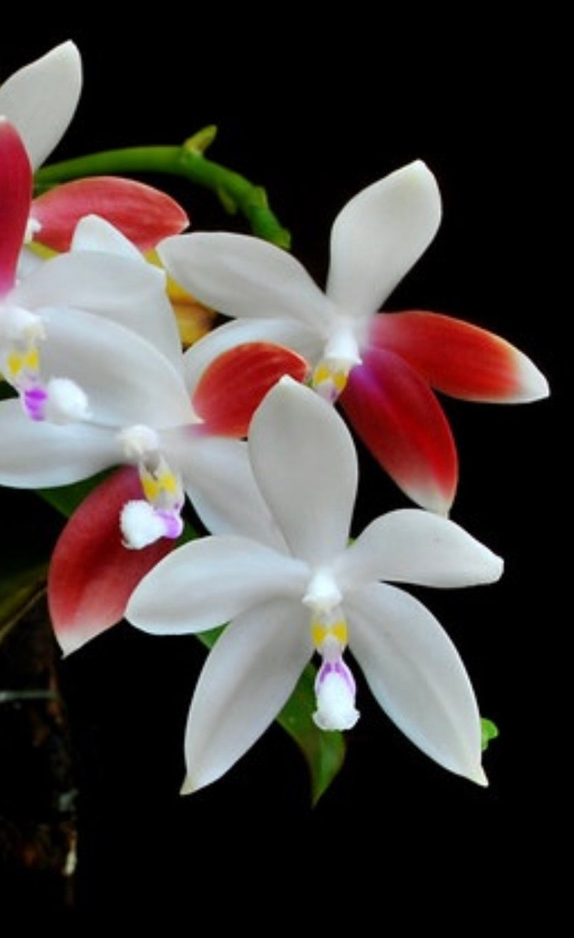 Phalaenopsis tetraspis “C1”