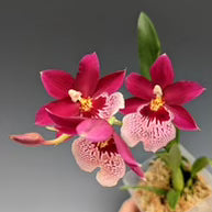 Oncidopsis Onolicious 'Vivid