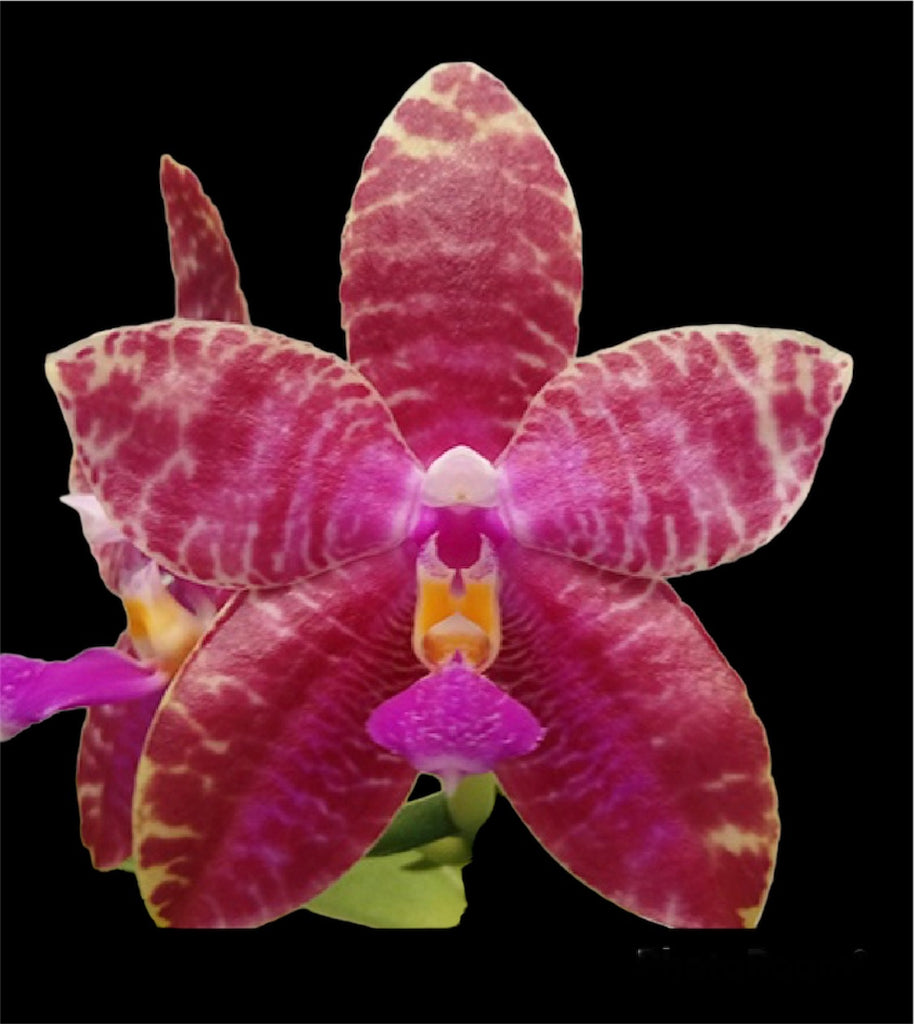 RonEngrish　ロンイグリッシュ　オリオングリン RonEngrishロンイグリッシュオリオングリン