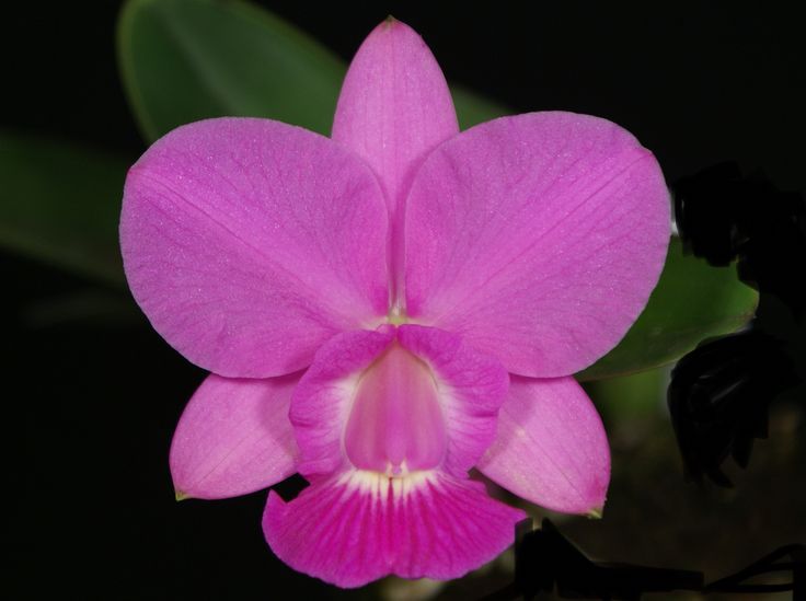 Cattleya walkeriana Tipo