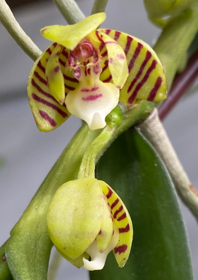 Trichoglottis geminata ‘First Love’ 97CCE/ AOS divisions