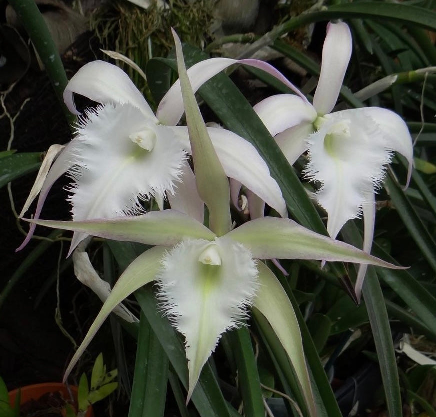 Brassavola David Sander ( digbyana x cuculata)