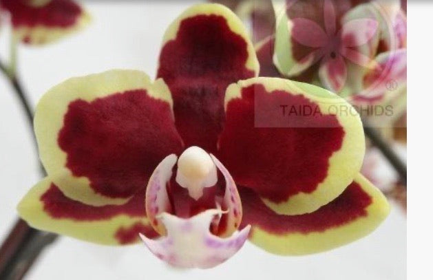 Phalaenopsis Lioulin Sparrow