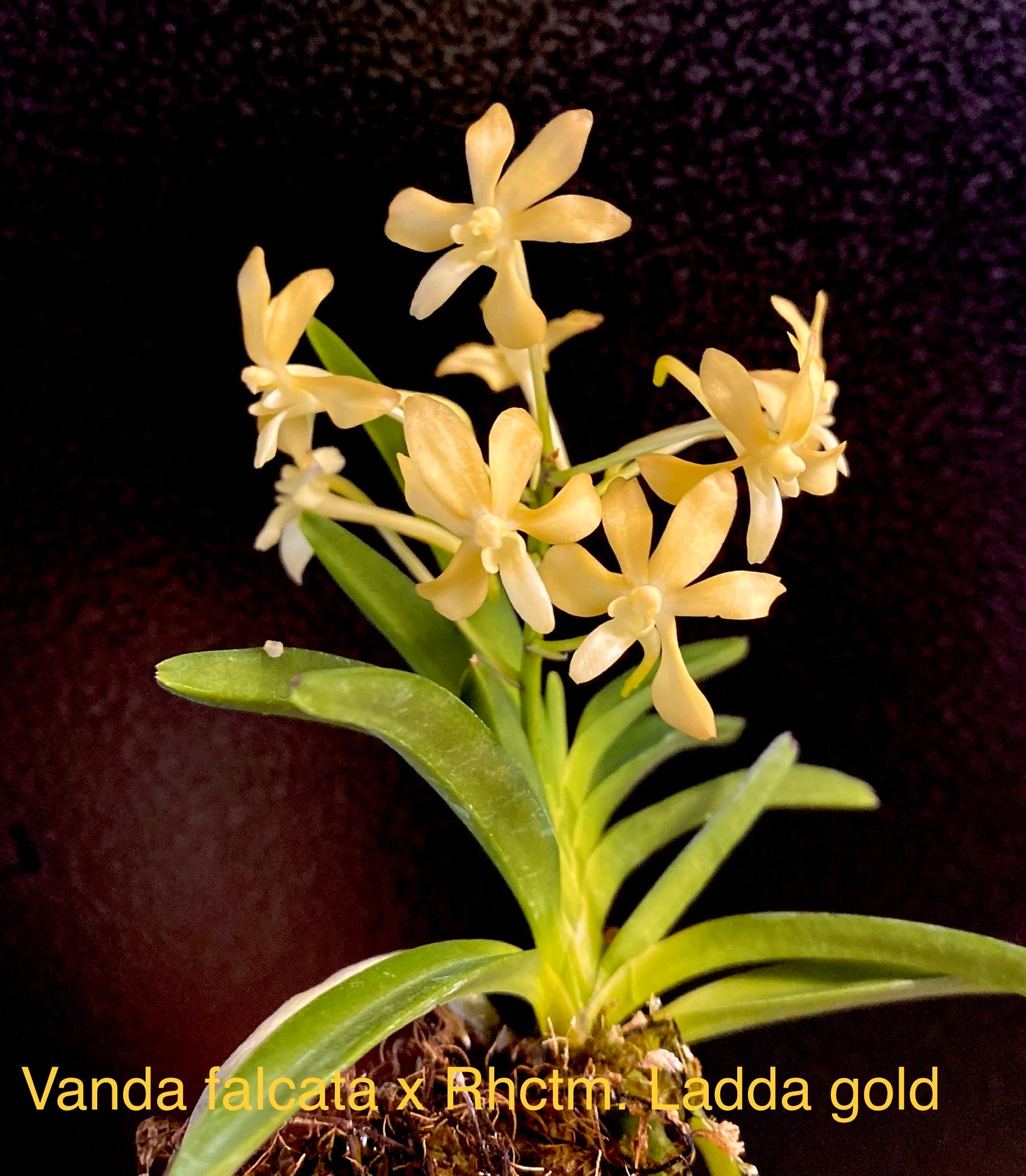 Vanda falcata x Rhynchocentrum Ladda Gold