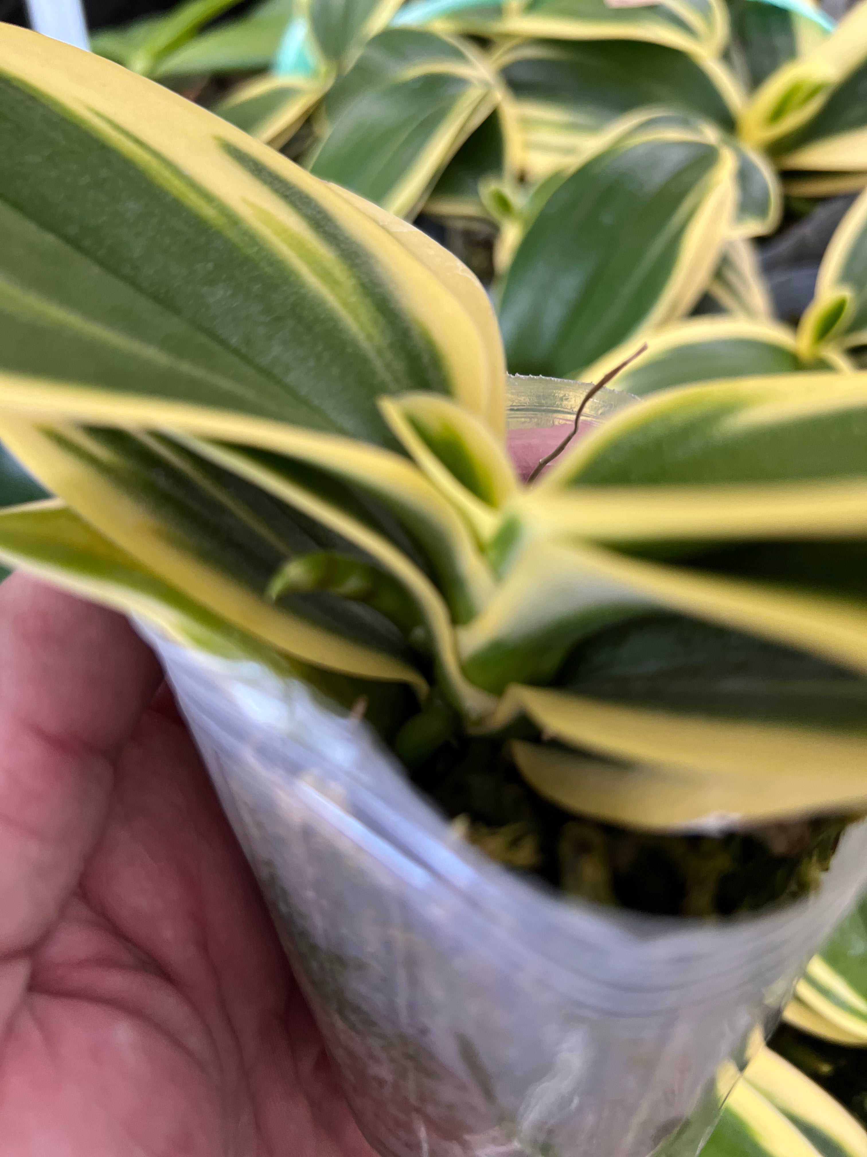 Phalaenopsis Sogo Vivien “Golden Leaves” IN SPIKE