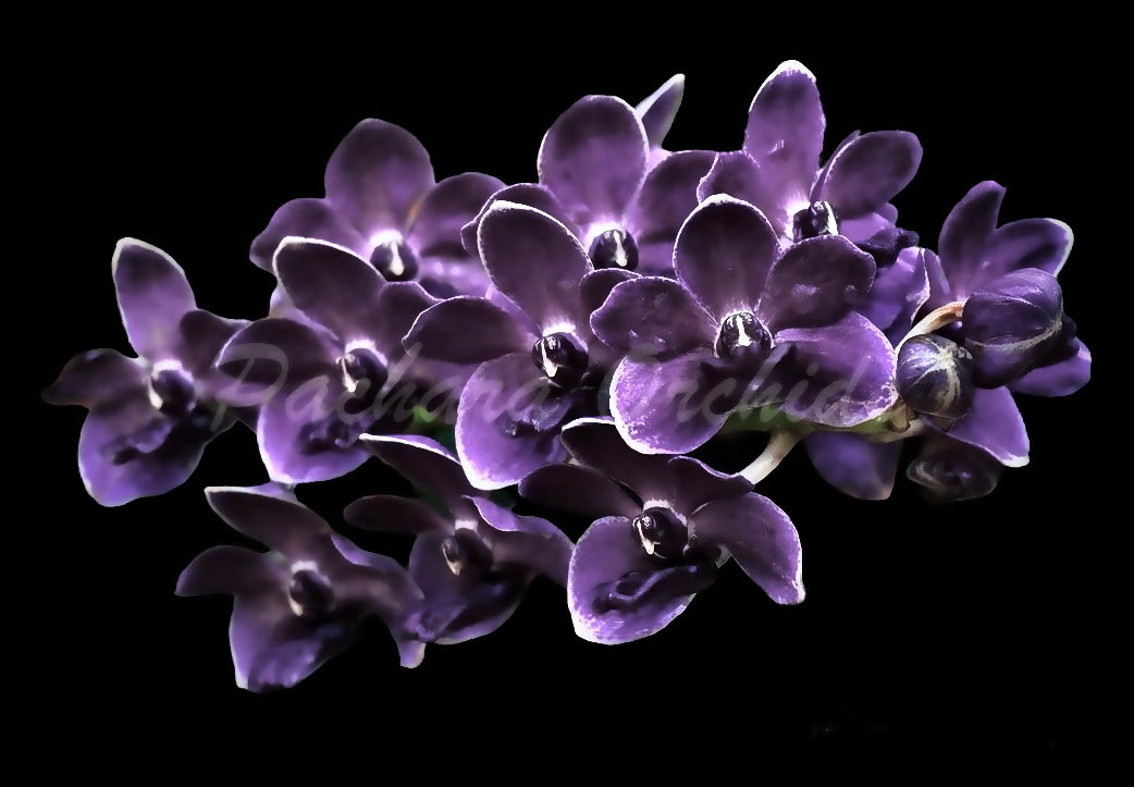 V. Thailand x Rhy. Gigantea 'Midnight Indigo'
