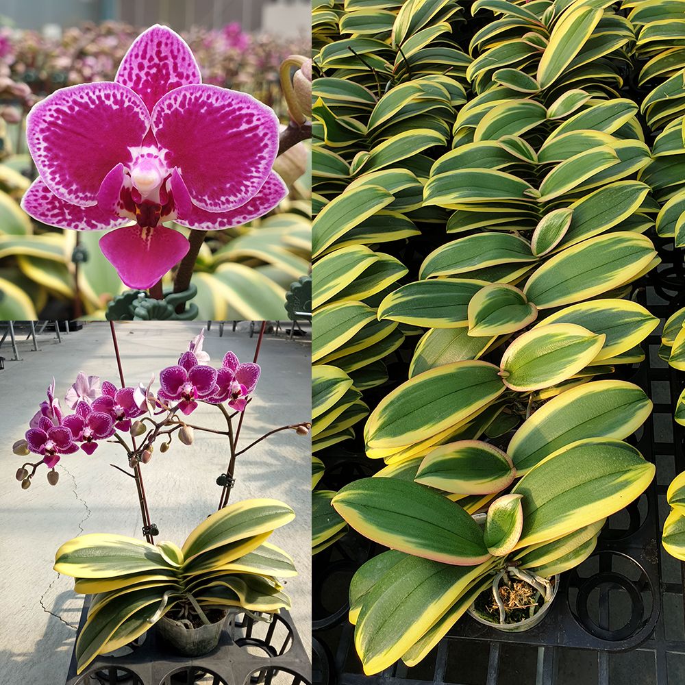 Phalaenopsis Chia E Yenlin ‘A406’