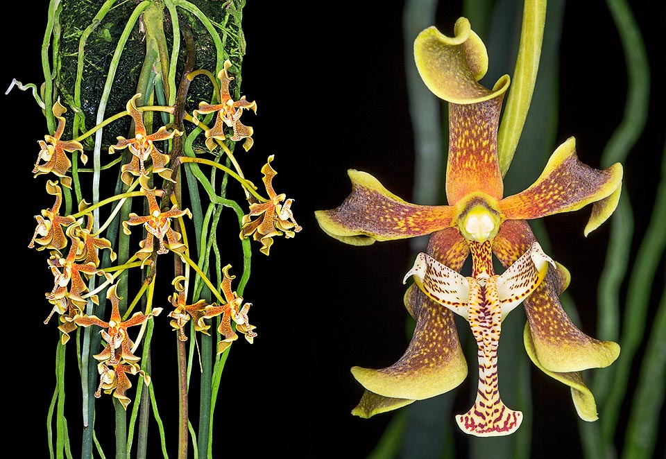 Paraphalaenopsis labukensis sp.