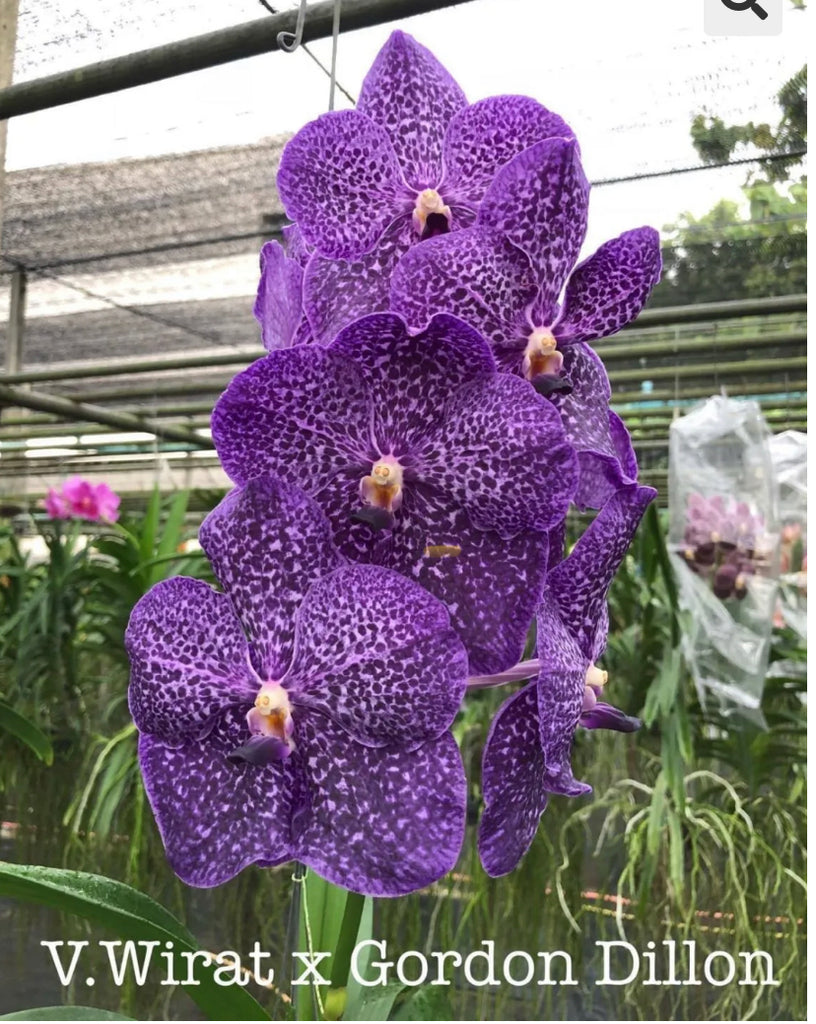 Vanda Wirat x Vanda Gordon Dillon IN SPIKE! – Orchid Classics