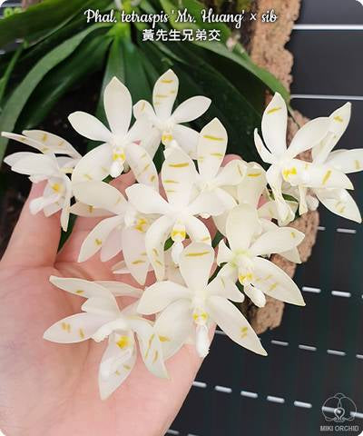 Phalaenopsis tetraspis ‘Mr. Huang’