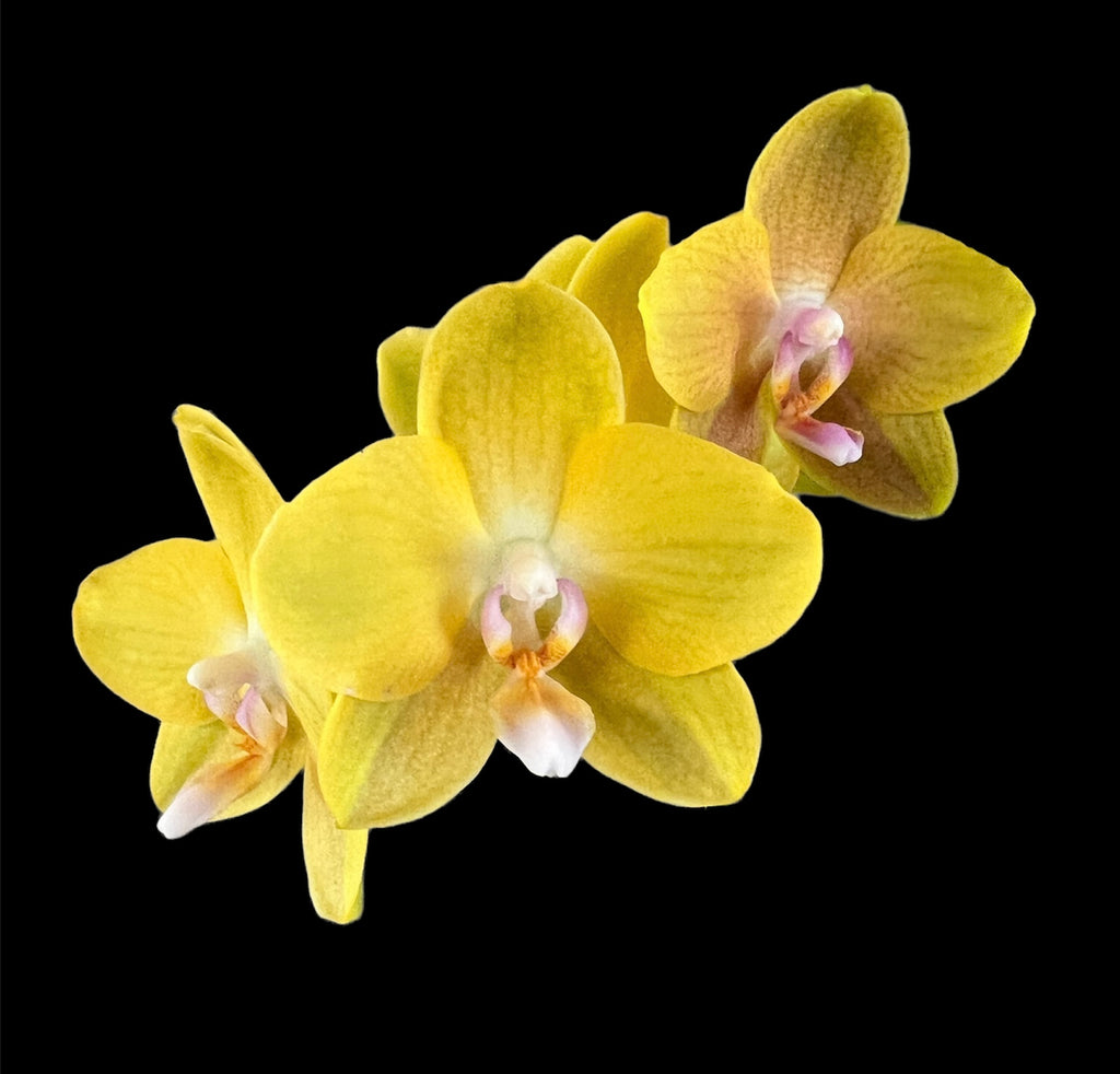 Phalaenopsis Lioulin Lawrence 'G847' (FRAGRANT) – Orchid Classics