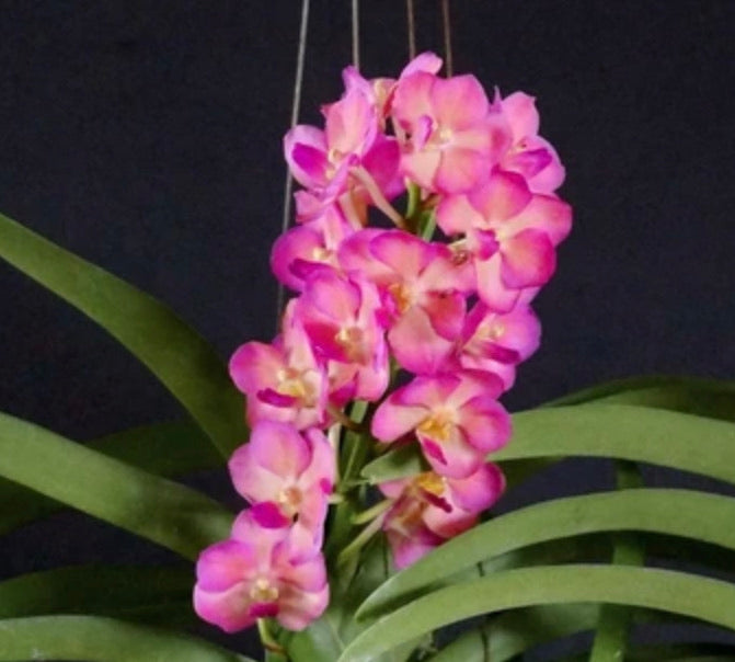 Vandachostylis Pine Rivers x Shigenori Yamanaga
