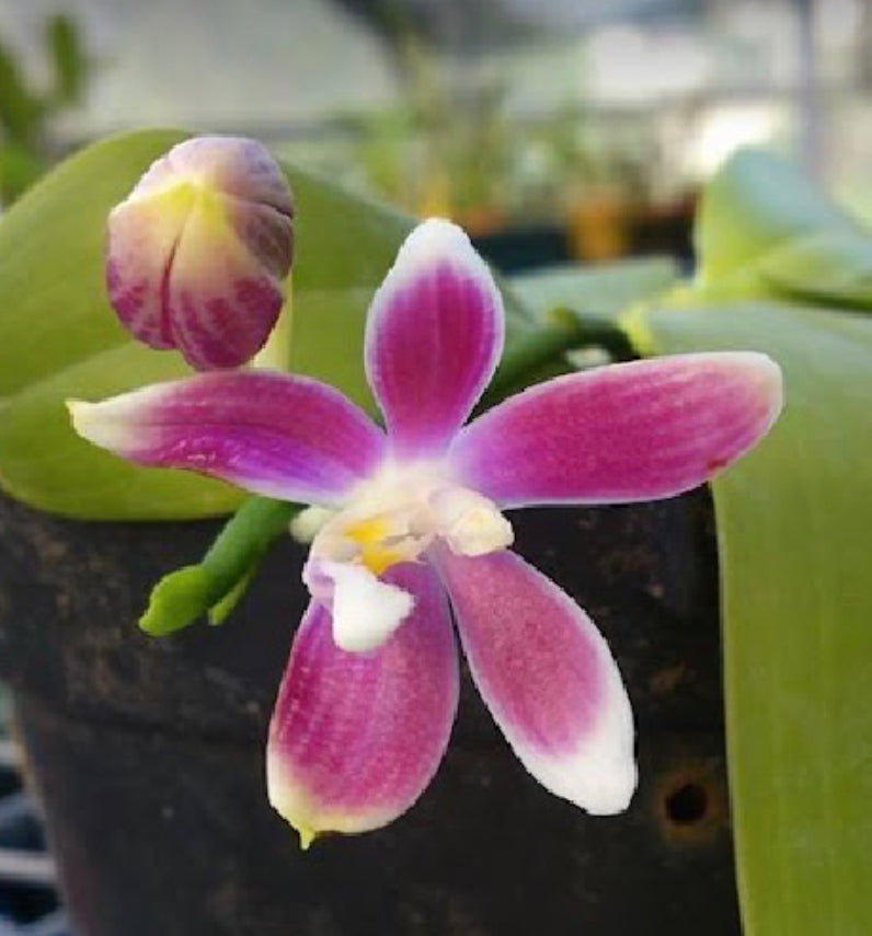 Phalaenopsis speciosa X sib (IN SPIKE)