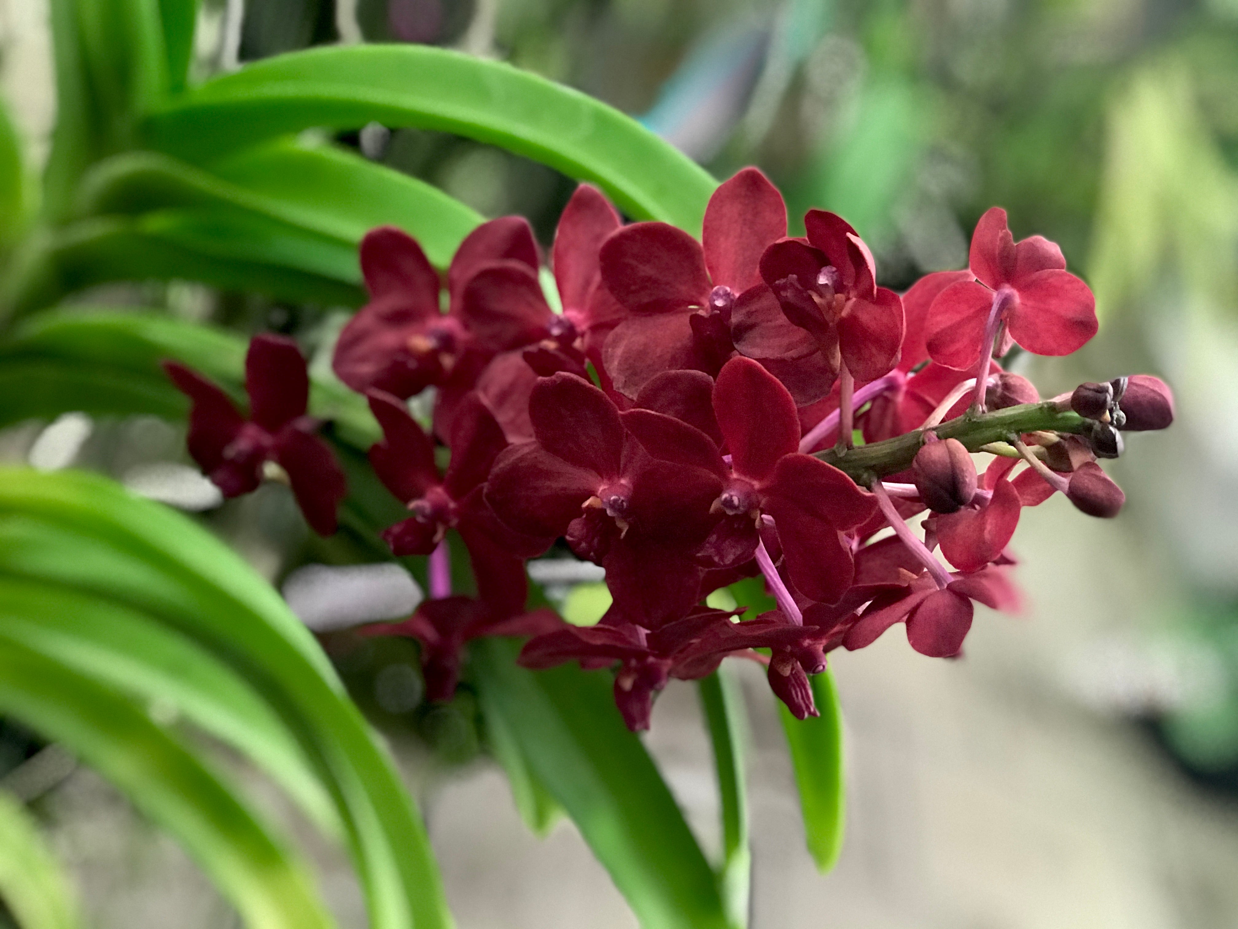 Vanda Roll All Red