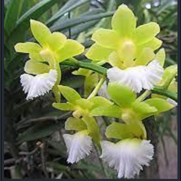 Vanda vietnamica sp. IN SPIKE