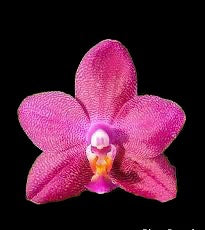 Phalaenopsis Ember (FRAGRANT)