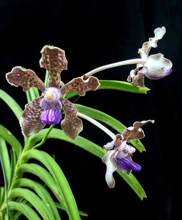 Vanda tesselata XXL