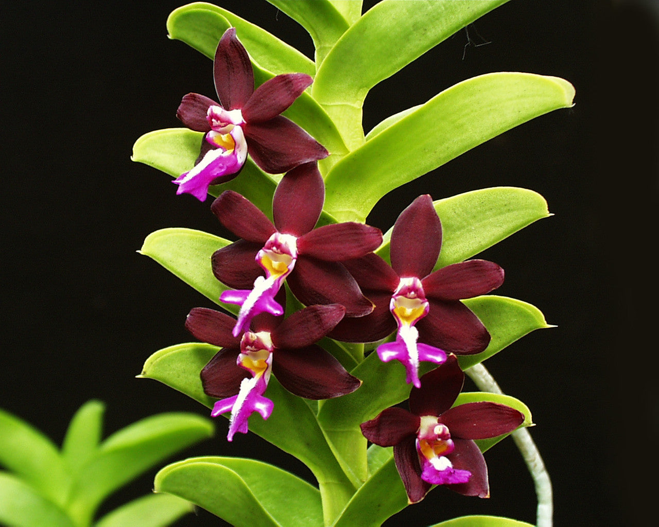 Trichoglottis philippinensis var. brachiata