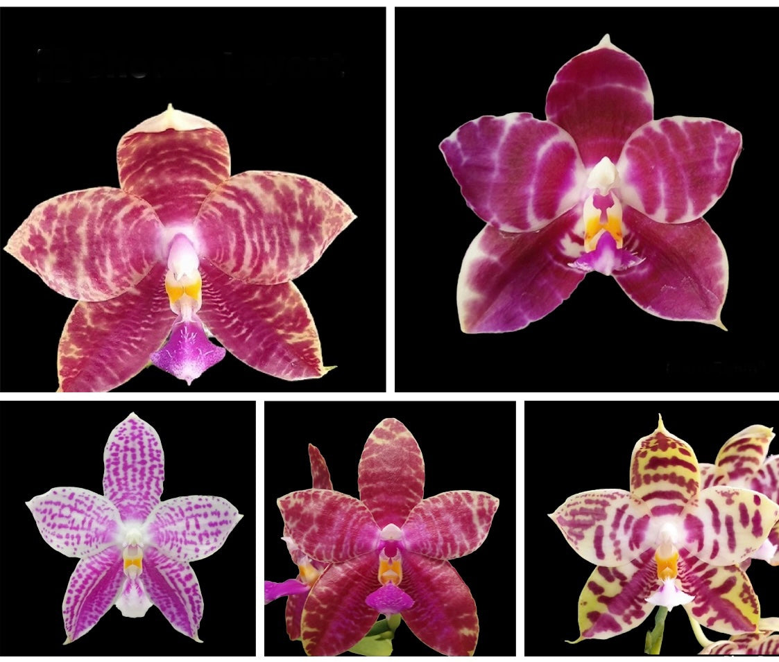Phalaenopsis Lyndon mix COLLECTION SPECIAL (fragrant)spiking !