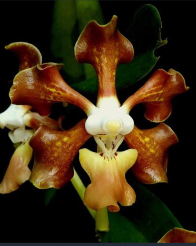 Vanda sumatrana sp. Sumatra